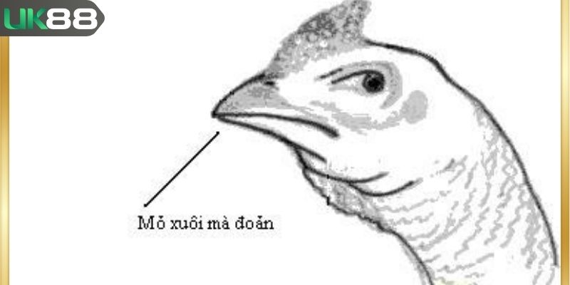Cách xem mắt gà chọi để đoán sức chiến tốt