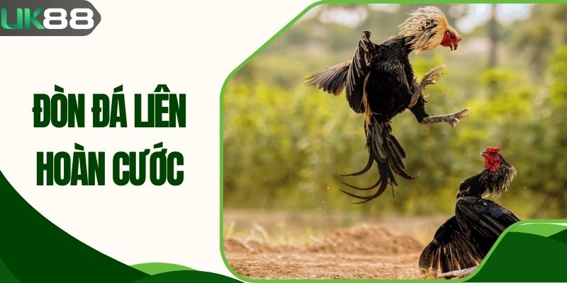 Đòn Đá Liên Hoàn Cước Hé Lộ Bí Kíp Huấn Luyện Đỉnh Cao